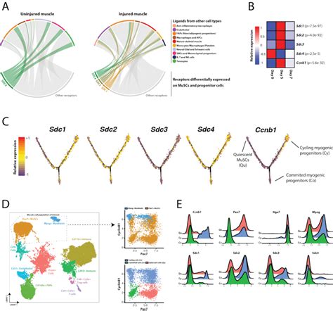 Ligand-receptor model reveals diversification of communication signals ...