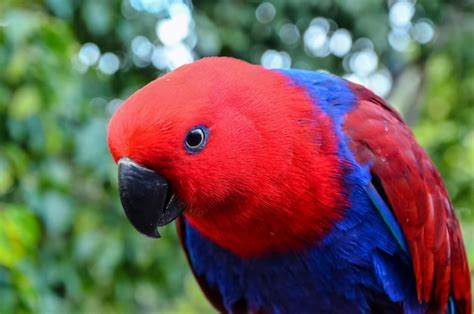 Premium Photo | Parrot tropical bird