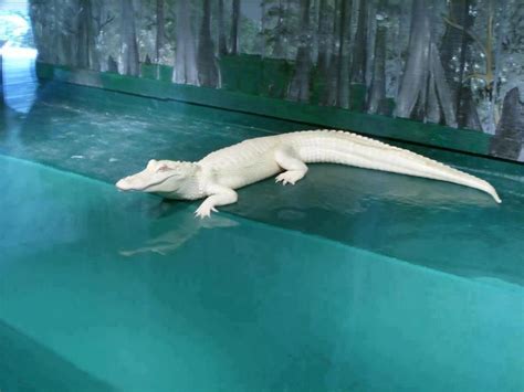 albino alligator | Albino animals, Animals, Albino