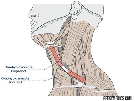 Suprahyoid and Infrahyoid Muscles | Hyoid Muscles | Geeky Medics