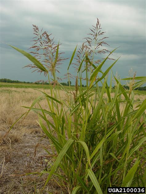 johnsongrass (Sorghum halepense)