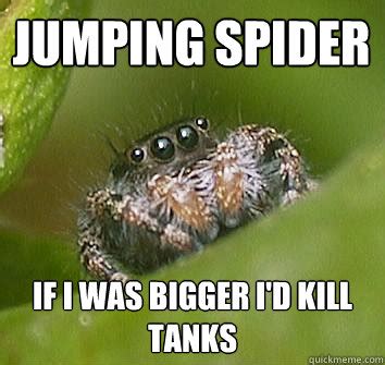 Jumping spider if I was bigger i'd kill tanks - Misunderstood Spider - quickmeme