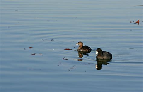 Urban Wildlife - Naturally North Idaho