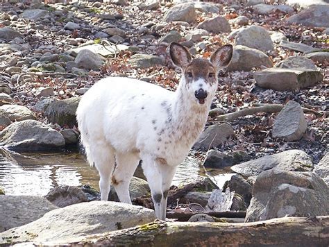 17 Best images about Piebald Deer on Pinterest | A well, Antlers and Other