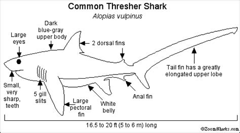 THRESHER SHARK - Enchanted Learning Software