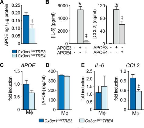 Figure 5 from APOE Isoforms Control Pathogenic Subretinal Inflammation ...