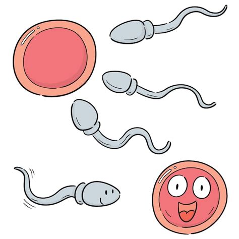 Premium Vector | Vector set of sperm and egg