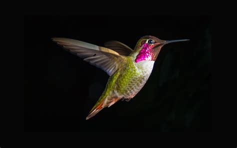 🔥 [44+] Hummingbird Wallpapers for Computer | WallpaperSafari