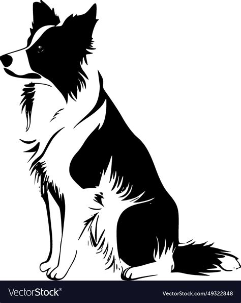 Border collie - black and white isolated icon Vector Image