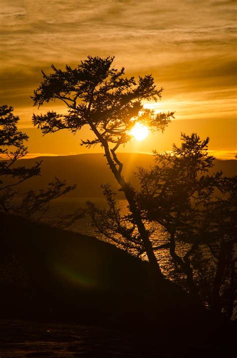 Sunset Tree Photos, Download Free Sunset Tree Stock Photos & HD Images