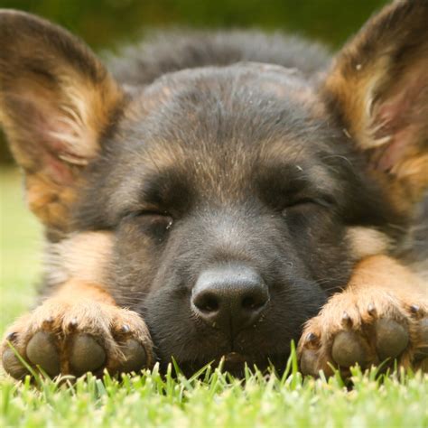 Do German Shepherd Puppies Sleep A Lot? - German Shepherd Dog HQ