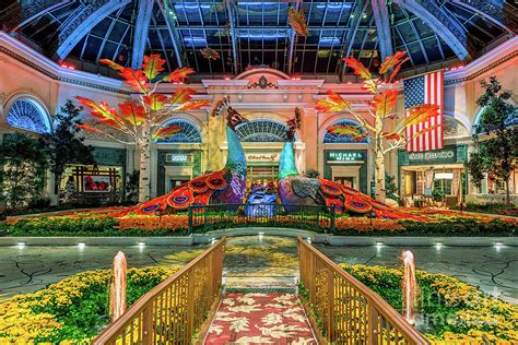 Bellagio Conservatory Fall Peacock Display Wide 2017 Photograph by ...