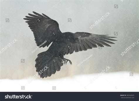 Bird Flying Black Raven Corvus Corax Stock Photo (Edit Now) 392542825