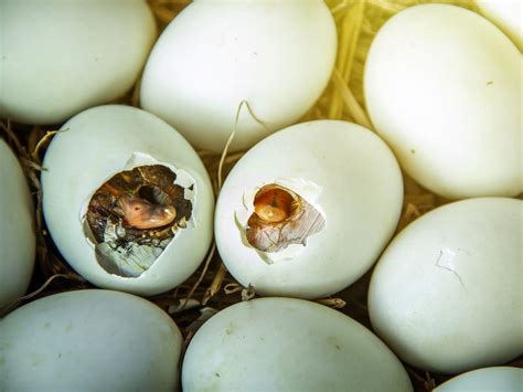 How Do Birds Eggs Hatch? (Full Process Explained) | Birdfact