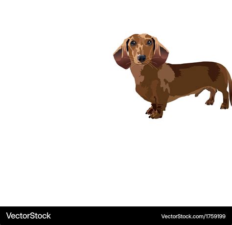 Dachshund Royalty Free Vector Image - VectorStock