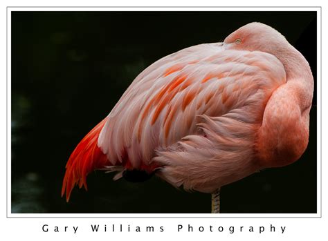 San Francisco Zoo | Gary Williams Photography