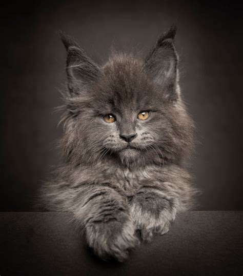 Maine Coon Cats Photographed As Majestic Mythical Beasts