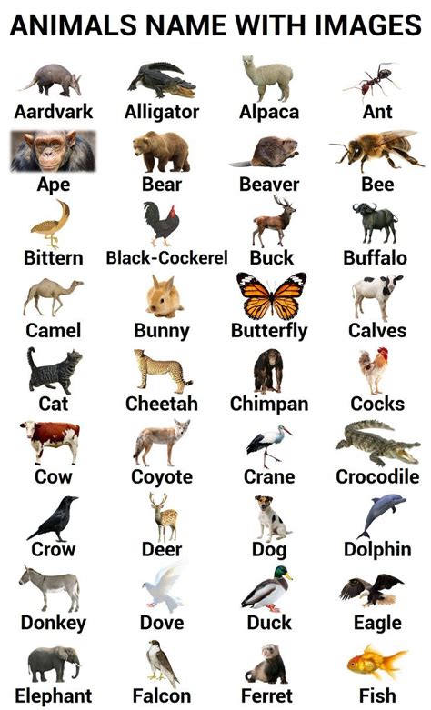 A to Z Animals Names with Their Images in English | Gender of animals, List of animals ...