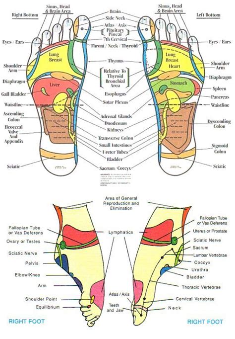 reflexology chart Discover How She Overcame Her Own Uterine Fibroids and Taught Thousands Of ...