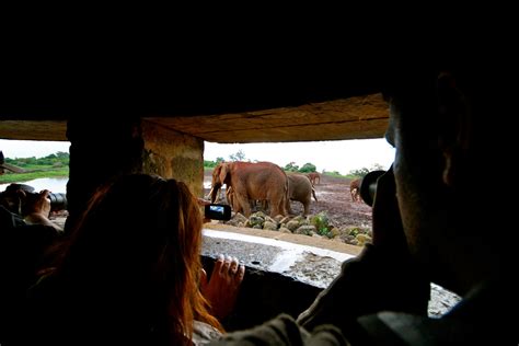 The Ark Kenya - Wildlife Spotting From Your Balcony In The Aberdare ...