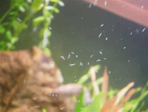 Detritus Worms in Freshwater Tank - Shrimp and Snail Breeder