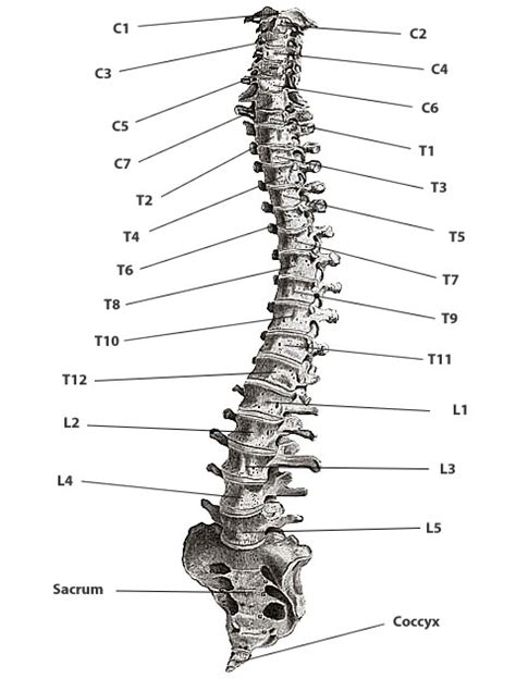 54+ Spine Diagram With Nerves - RhoariElliotte