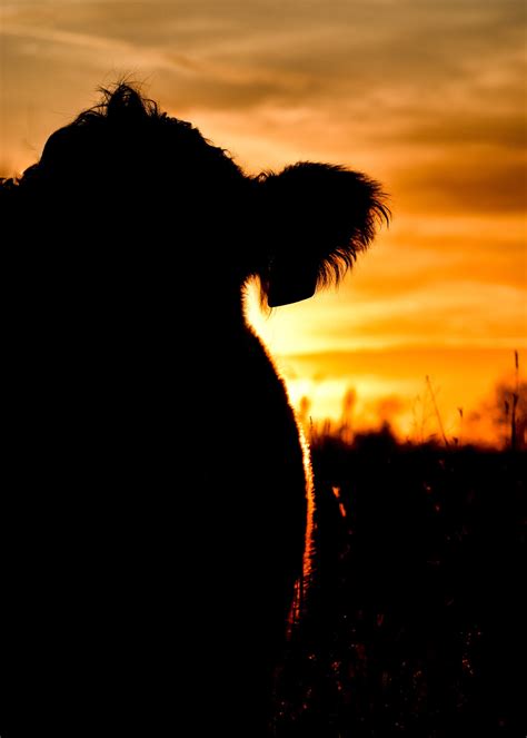 Cow Silhouette With Sunset - Etsy