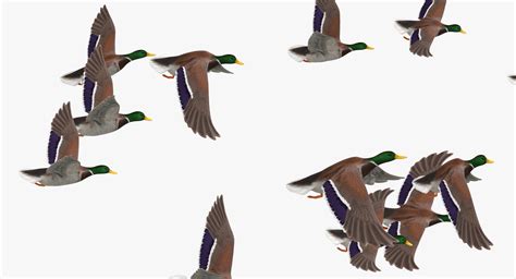 Large flock ducks flying 3D model - TurboSquid 1311978