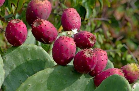 Can You Eat Cactus? List of Edible & Dangerous Cacti | Gardenine