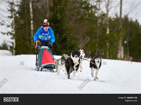 Husky Sled Dog Racing Image & Photo (Free Trial) | Bigstock