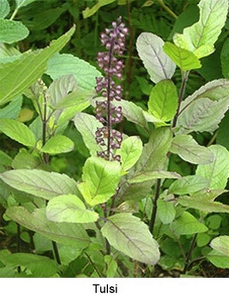 Naturally Grown Tulsi Seeds