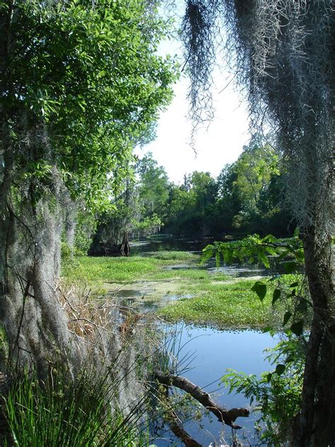 Barataria Preserve 118 | Mo | Flickr