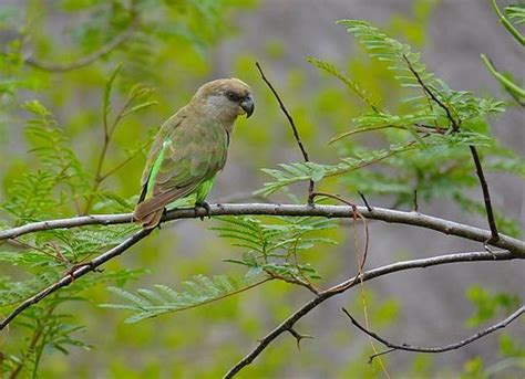 Parrot Encyclopedia | Brown-headed Parrot | World Parrot Trust