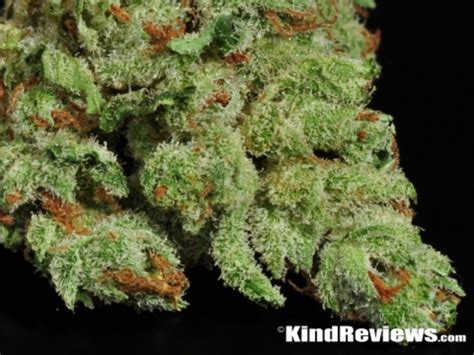 Blackberry Kush | Marijuana Strain Library | PotGuide