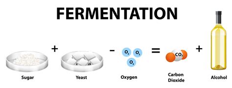 équation chimique de la fermentation alcoolique 1424977 Art vectoriel chez Vecteezy