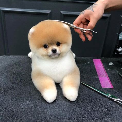 a small brown and white dog sitting on top of a table with scissors in ...