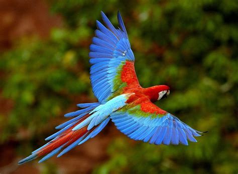 The 10 Most beautiful Exotic Birds In The World