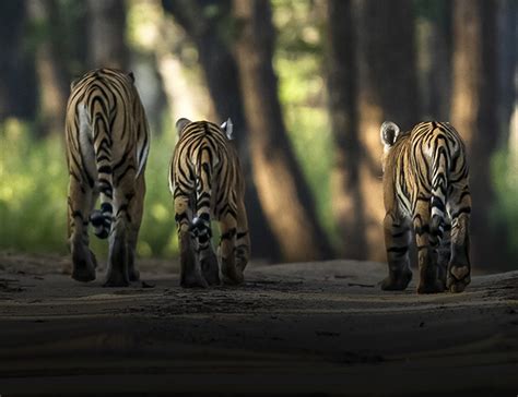 Tadoba National Park | Tiger Reserve and Wildlife Safari Park