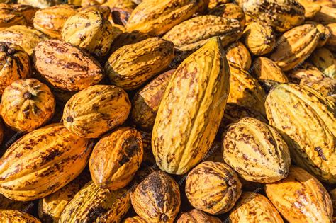 Premium Photo | Top view of fresh cocoa pods in factory