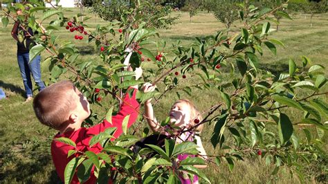 Cherry picking begins in Door County