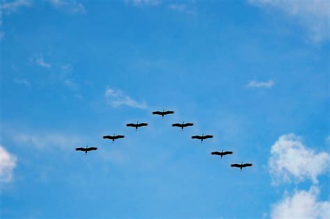 Why birds fly in a V-shaped formation - Birding World