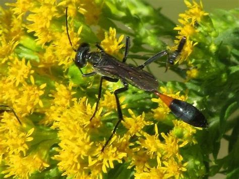 Sphecidae - Ammophila - BugGuide.Net