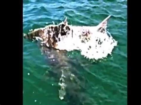 HUGE Hammerhead Shark Attacks Tarpon!! - YouTube