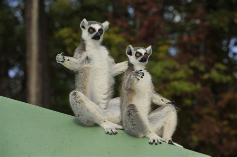 Ring-tailed Lemur - Duke Lemur Center