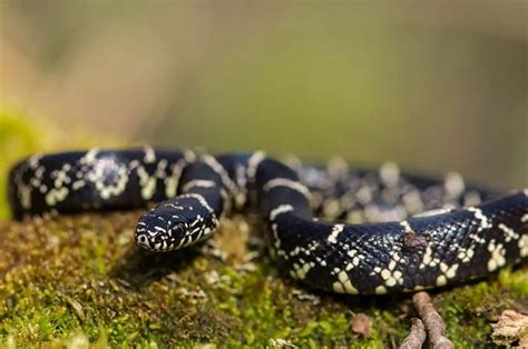 Eastern Kingsnake: Care, Temperament and Breeding - AZ Reptiles