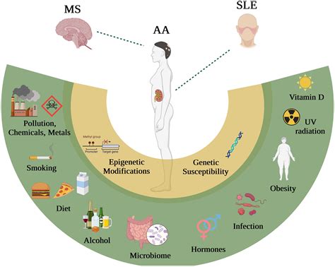 Frontiers | Differential impact of environmental factors on systemic and localized autoimmunity