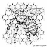 Honeycomb Coloring Pages  Free & Printable sketch template