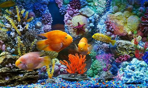 HD wallpaper: fish, aquarium | Wallpaper Flare