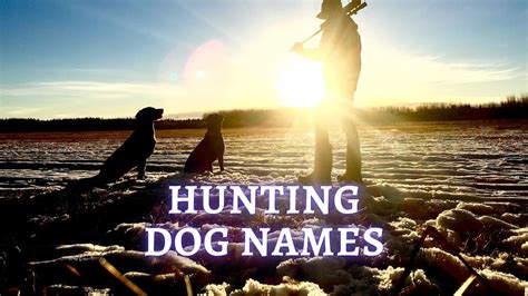 200+ Hunting Dog Names Ideas