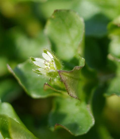 Common chickweed | Identify that Plant